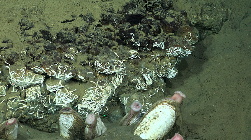 Lauren Seyler's deep-sea expedition Photo 10 Lauren Seyler's deep-sea expedition Photo 10