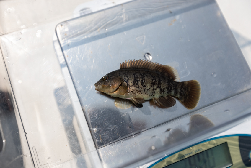 Oyster Lease Seining Photo 3 Oyster Lease Seining Photo 3