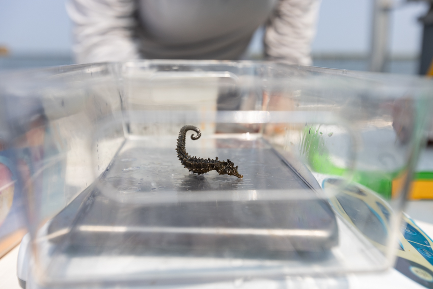 Oyster Lease Seining Photo 2 Oyster Lease Seining Photo 2