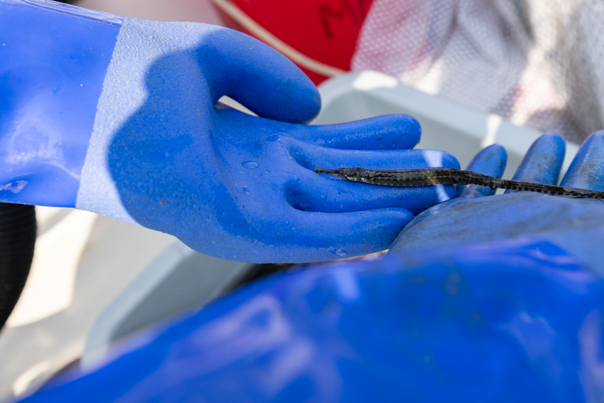 Oyster Lease Seining Photo 6 Oyster Lease Seining Photo 6