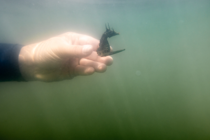Oyster Lease Seining Photo 1 Oyster Lease Seining Photo 1