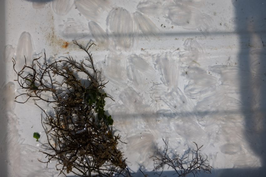 Oyster Lease Seining Photo 5 Oyster Lease Seining Photo 5