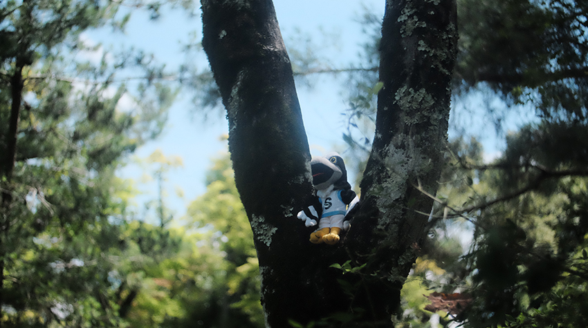 #TravelsWithTalon, Kyoto Shrine Temple Garden. Photo by Avery Garlic.  #TravelsWithTalon, Kyoto Shrine Temple Garden. Photo by Avery Garlic.