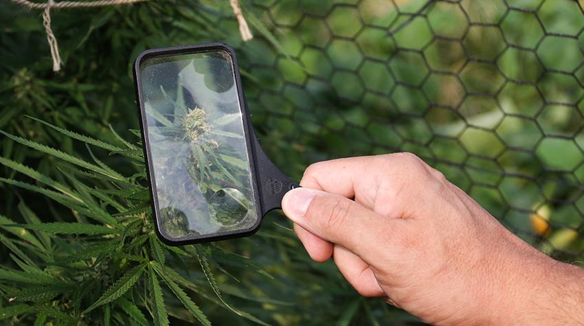 Bachelor of Science in Hemp and Cannabis Business Management Bachelor of Science in Hemp and Cannabis Business Management