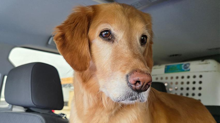 Freya in the backseat Freya in the backseat