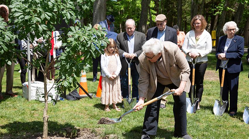 An attendee shoveling dirt on top of the sapling's roots An attendee shoveling dirt on top of the sapling's roots