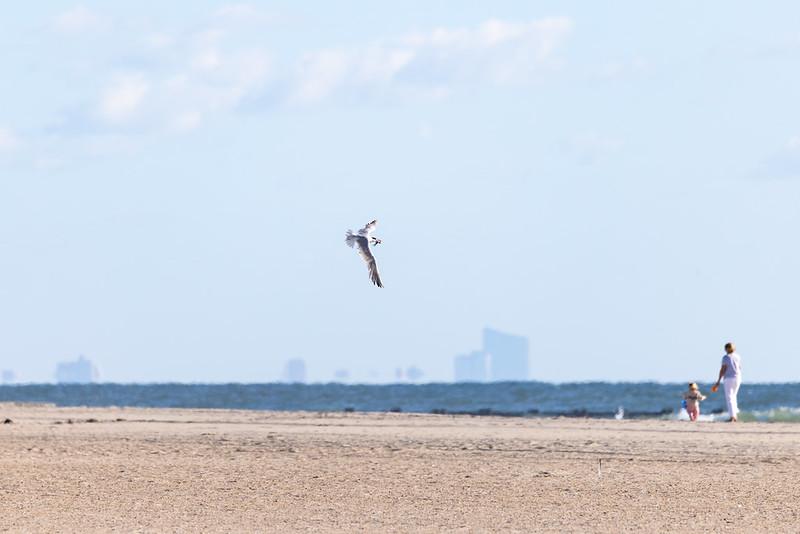A tern in flight