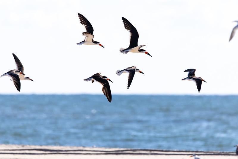 Black Skimmers