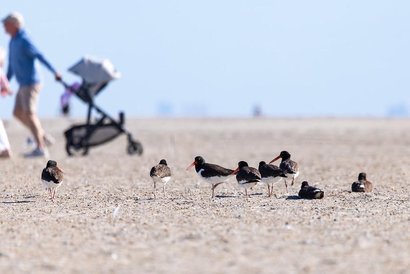 American Oystercatchers