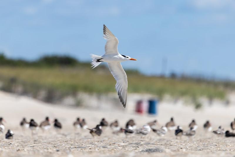Royal Tern
