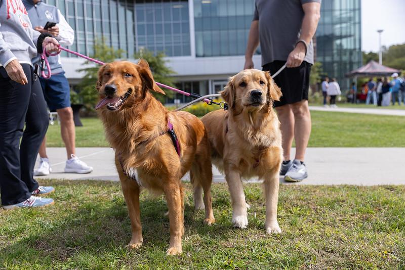 dogs