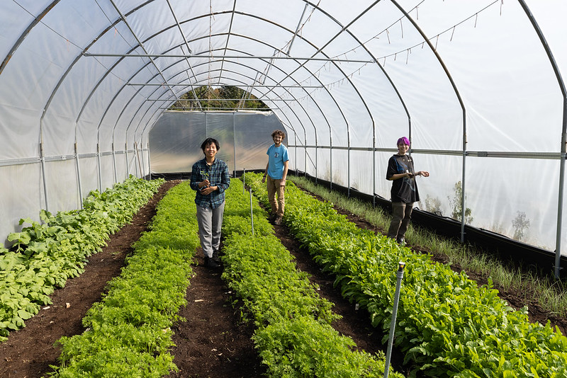 Three students stagger between rows of bright green plants in the green house nursery. . 
