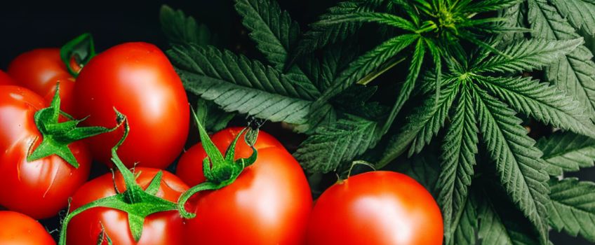 Cannabis Leaves and Loose Tomatoes