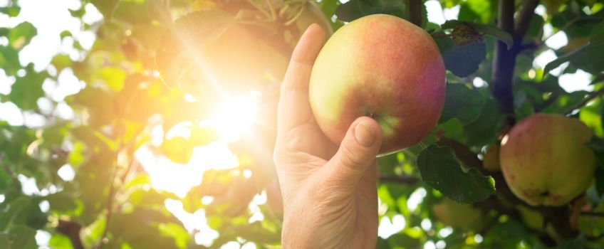 Hand Picking Golden Apple from Sunlit Tree