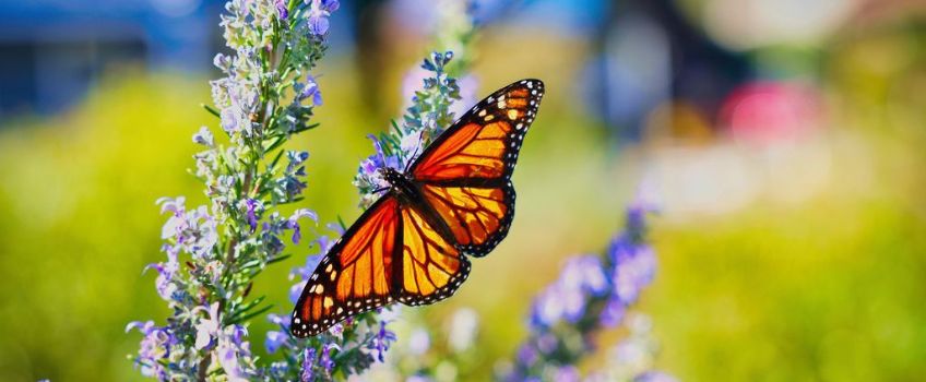 Monarch Butterfly on purple flower - with permission Cape May County Tourism