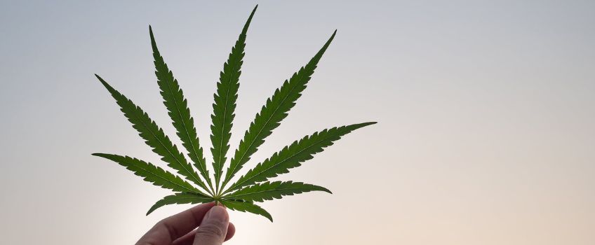 Hand holding canabis leaf with clear sky in background