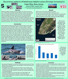 Image of scientific poster occurence patterns of bottlenose dolphin calves
