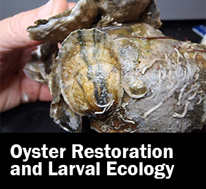 Image of larval ecology and oyster restoration
