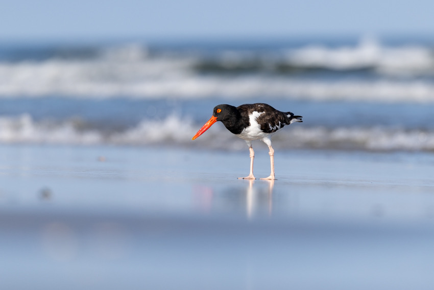 American Oystercatcher adult