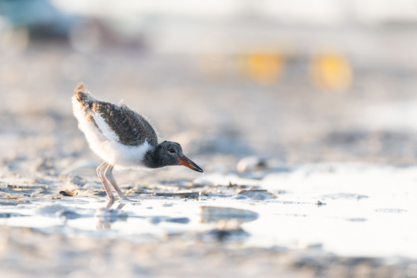 American Oystercatcher juvenile
