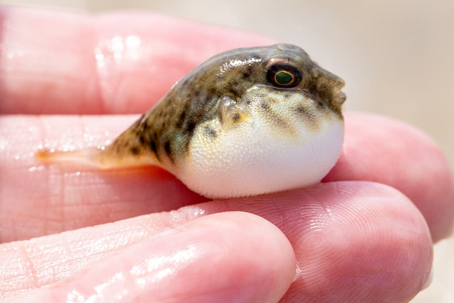 northern puffer fish