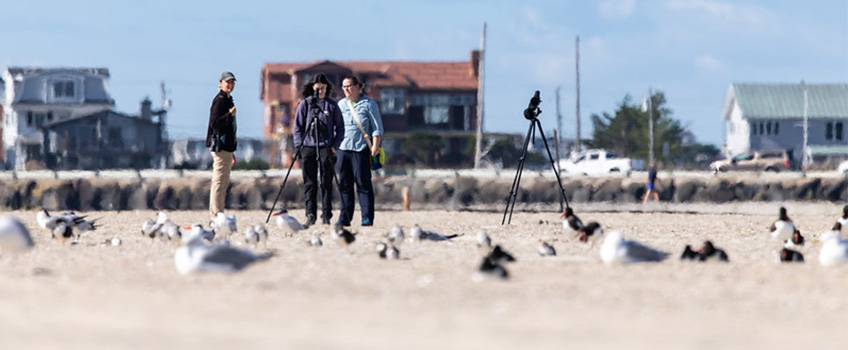 Oystercatcher survey
