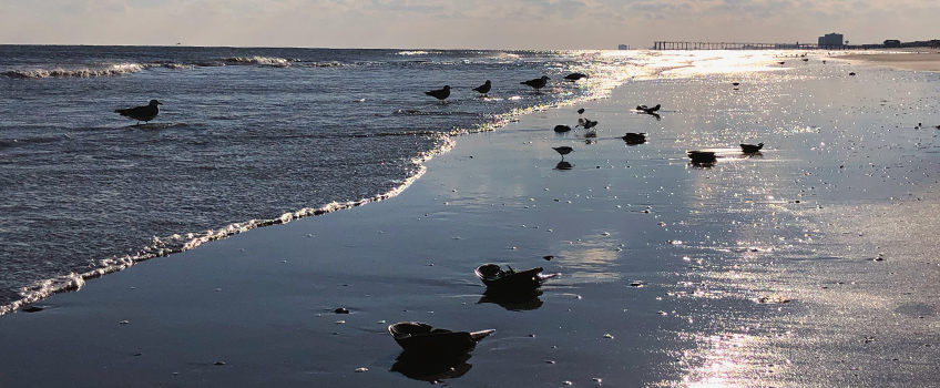 Horseshoe crabs