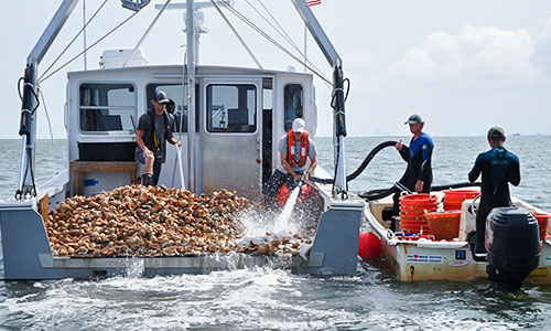 Oyster project