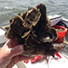 Projects focus on oysters, seagrass