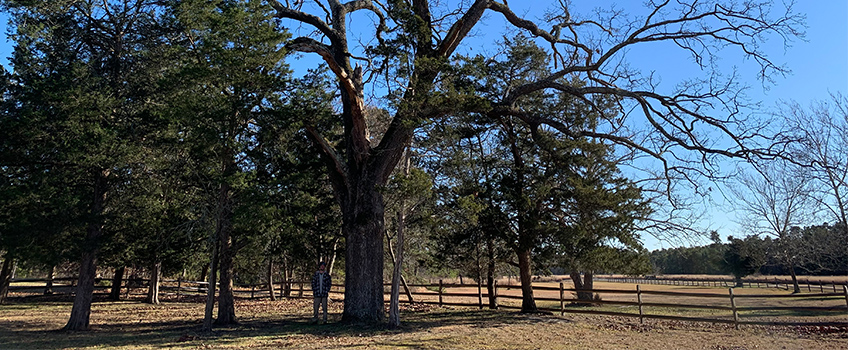 Champion Tree