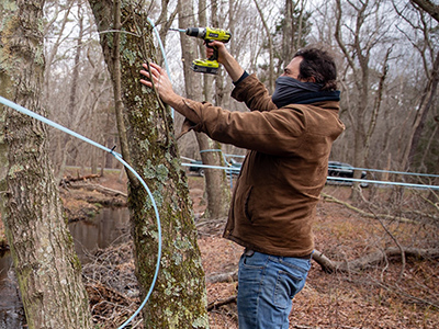 aaron stoler tapping tree