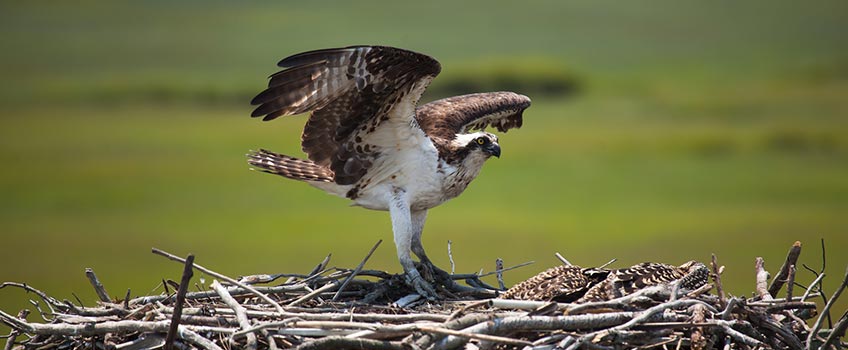 Osprey