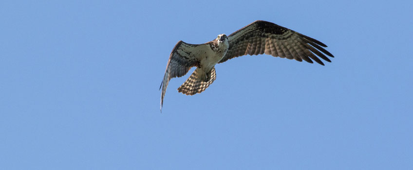 Internship Offers Bird’s-Eye-Views of Ospreys