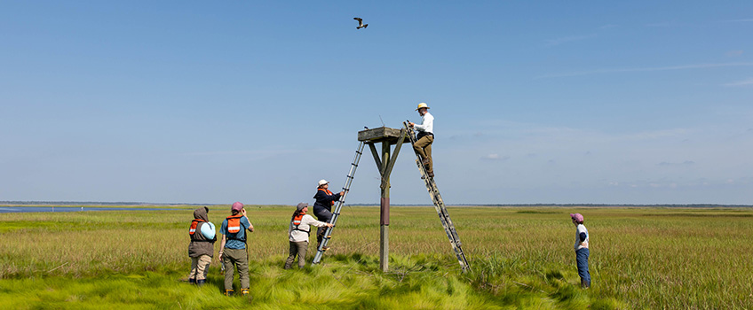 Osprey Survey