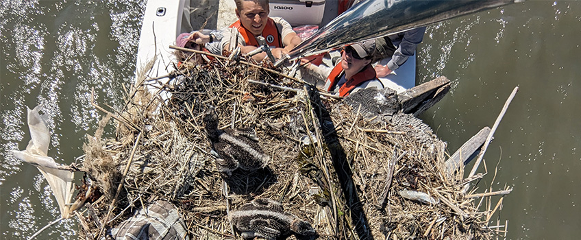 Osprey Survey
