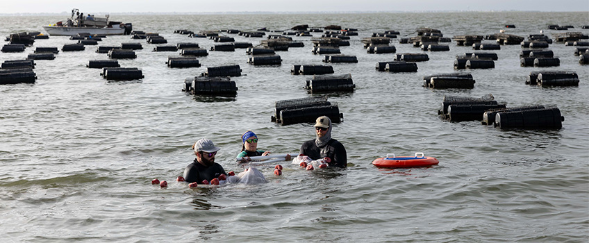 Seining on Oyster Lease