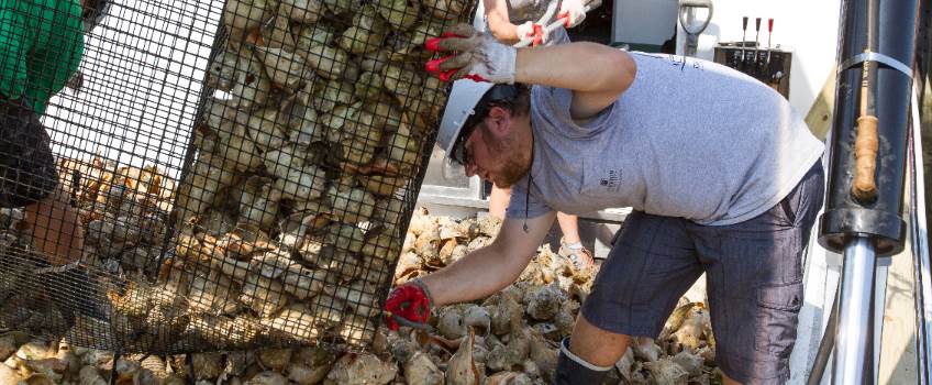 students planting oyster spat