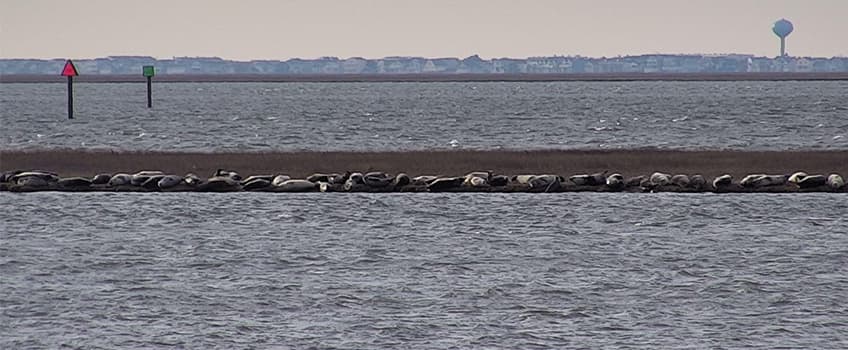 Harbor seals gathering in Great Bay