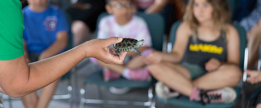 Terrapin
