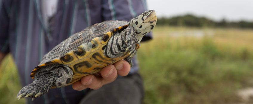 Stockton Releases Rehabbed Terrapins Back into the Wild - News | Stockton University