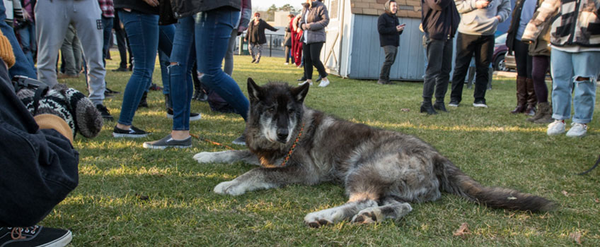 Wolves on Campus