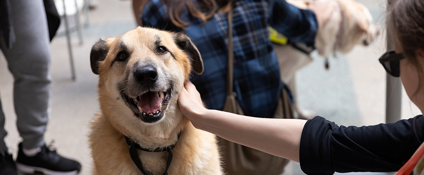 pet therapy