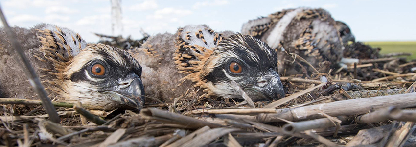 Ospreys