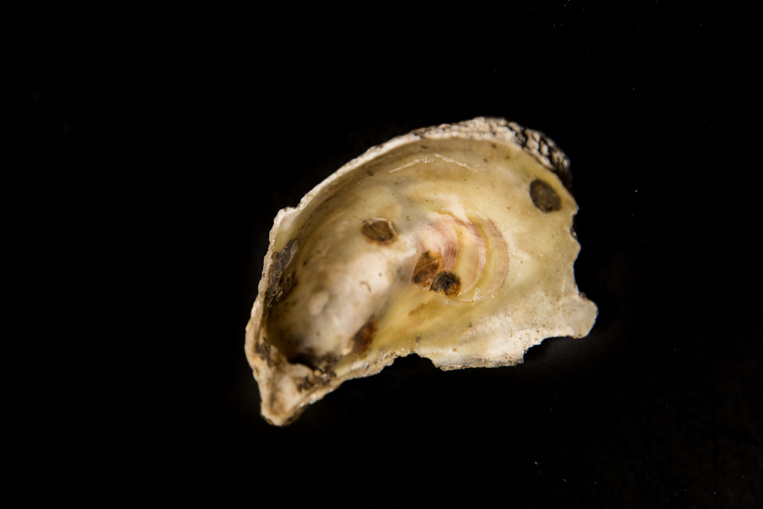 oyster spat attached to oyster