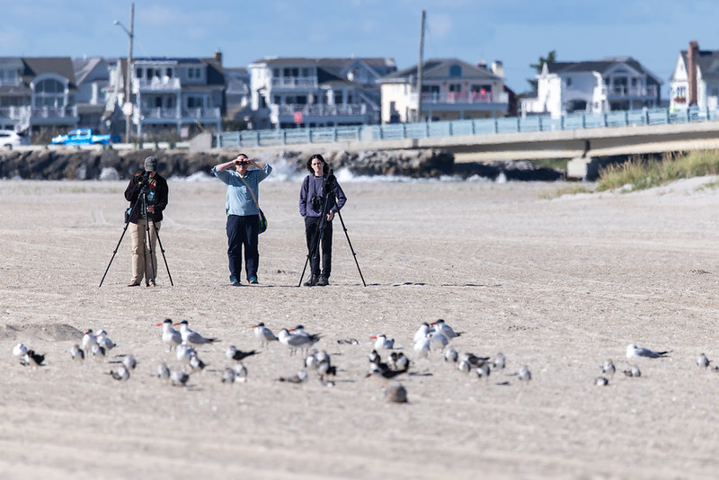 American Oystercatcher beach survey American Oystercatcher beach survey