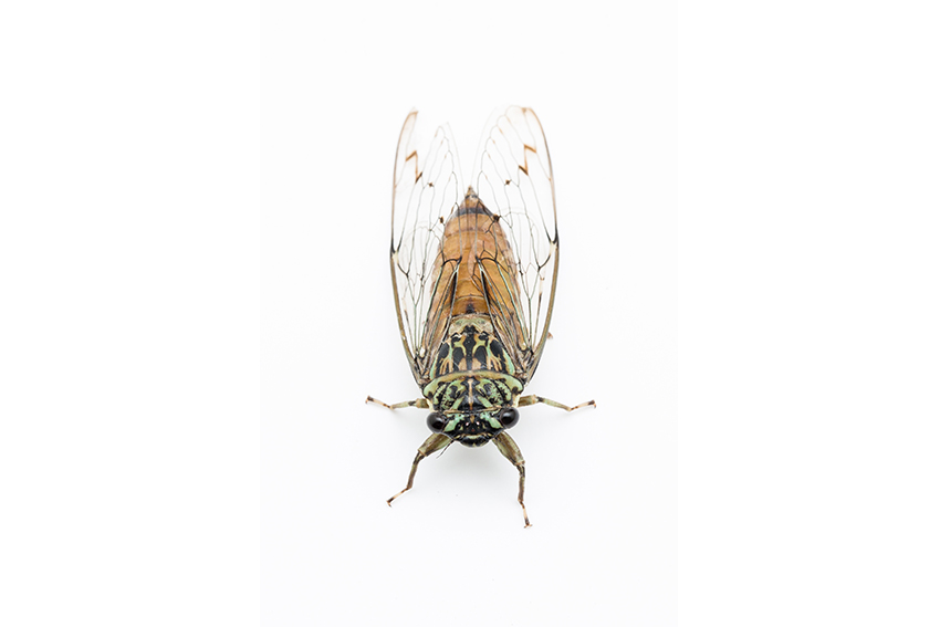 cicada