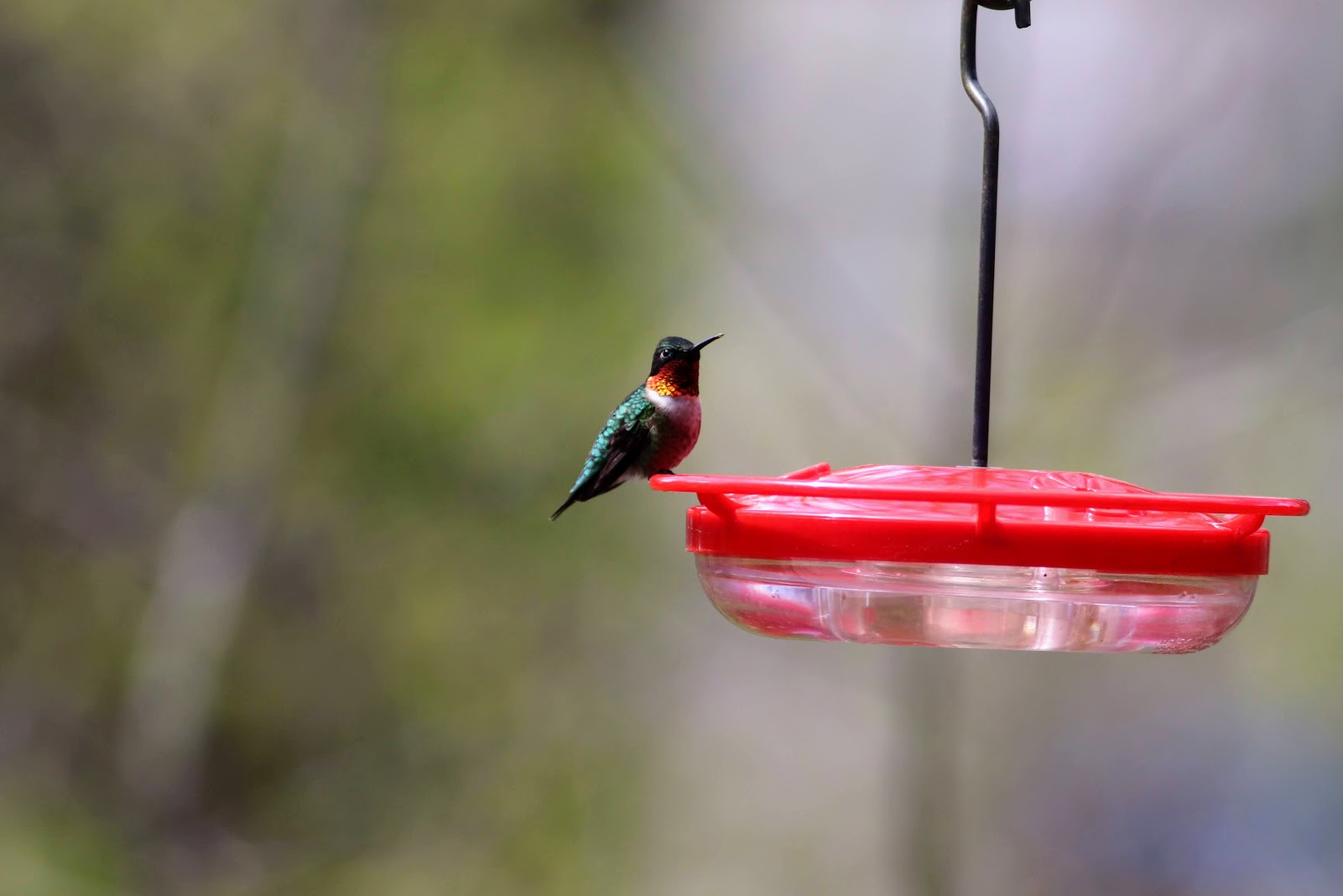 hummingbird