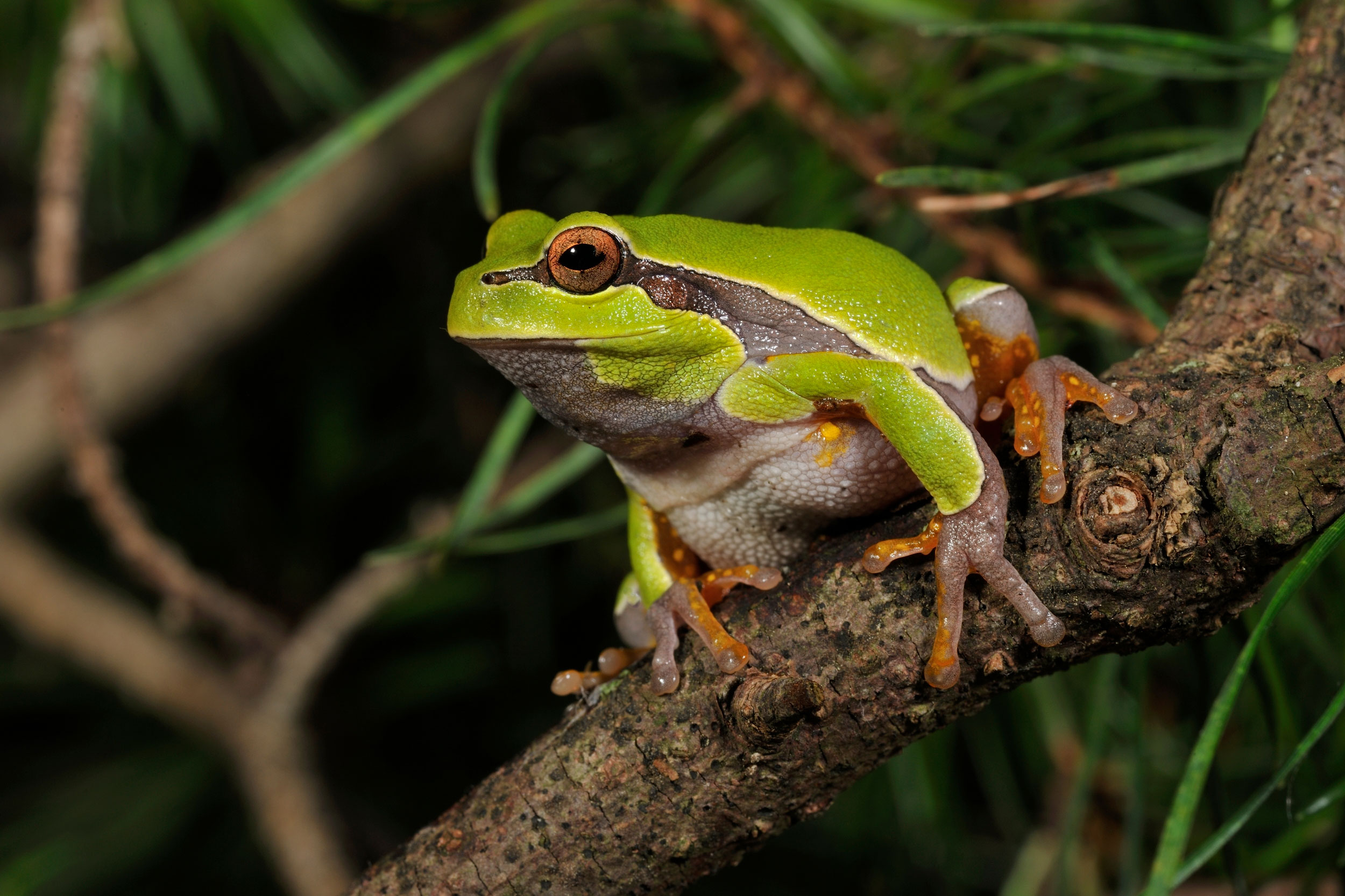 tree frog