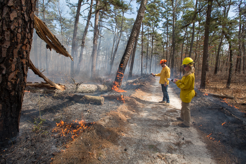 forestry research