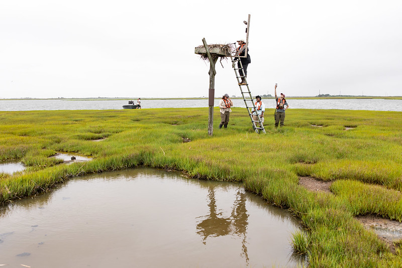 osprey survey